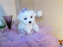 maltese puppy posted by Elegant Babies